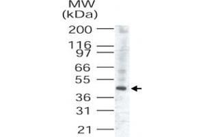 Western blot analysis of TRIB3 in human liver lysate (TRIB3 polyclonal antibody, Cat # PAB0336) . (TRIB3 anticorps  (AA 315-332))