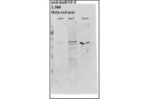 Image no. 2 for anti-Heterogeneous Nuclear Ribonucleoprotein F (HNRNPF) antibody (ABIN108581)
