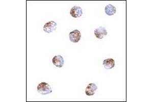 Immunocytochemistry of PDCD5 in Jurkat cells with this product at 2 μg/ml.