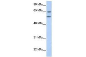 Image no. 1 for anti-5-Hydroxytryptamine (serotonin) Receptor 2A (HTR2A) (N-Term) antibody (ABIN6741497) (HTR2A anticorps  (N-Term))