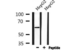 Western blot analysis of extracts from HepG2, using AATF Antibody. (AATF anticorps  (N-Term))