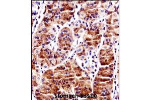 RBPJ Antibody (N-term) ((ABIN1538823 and ABIN2849020))immunohistochemistry analysis in formalin fixed and paraffin embedded human stomach tissue followed by peroxidase conjugation of the secondary antibody and DAB staining. (RBPJ anticorps  (N-Term))