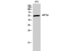 Western Blotting (WB) image for anti-G1 To S Phase Transition 1 (GSPT1) (Internal Region) antibody (ABIN3175010) (GSPT1 anticorps  (Internal Region))