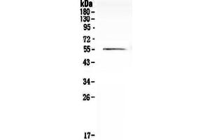 Western blot analysis of Cdc20 using anti-Cdc20 antibody . (CDC20 anticorps)