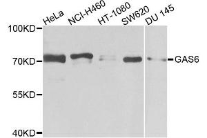 Western blot analysis of extracts of various cell lines, using GAS6 antibody. (GAS6 anticorps)