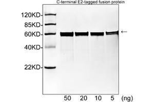 Western blot analysis of E2 tagged fusion proteins expressed in E.