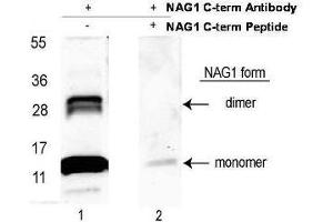 Western blot using  affinity purified anti-NAG-1/GDF15 (C-terminal) antibody shows detection NAG-1 purified from CHO cells as a 14 kDa band corresponding to monomer and a 28 kDa band corresponding to dimerized NAG-1. (GDF15 anticorps  (C-Term))