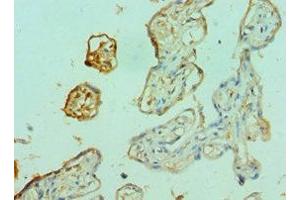 Immunohistochemistry of paraffin-embedded human placenta tissue using ABIN7153096 at dilution of 1:100