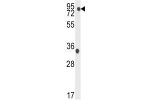 Western blot analysis of TBK1 antibody and K562 lysate.