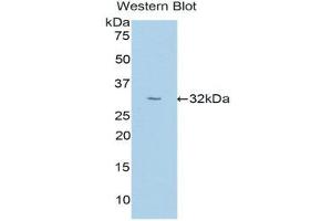 Western Blotting (WB) image for anti-Uromodulin (UMOD) (AA 334-589) antibody (ABIN1176571) (Uromodulin anticorps  (AA 334-589))