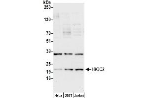 Western Blotting (WB) image for anti-Isochorismatase Domain Containing 2 (ISOC2) (AA 75-125) antibody (ABIN7449231)