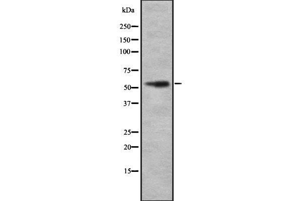 SMG9 antibody  (Internal Region)
