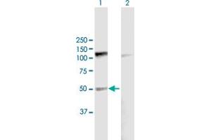Western Blot analysis of PDE7B expression in transfected 293T cell line by PDE7B MaxPab polyclonal antibody.