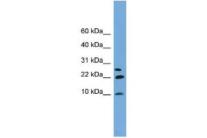 WB Suggested Anti-NNAT Antibody Titration: 0. (Neuronatin (NNAT) (Middle Region) anticorps)