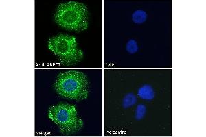 ABIN184748 Immunofluorescence analysis of paraformaldehyde fixed A431 cells, permeabilized with 0. (ARPC2 anticorps  (C-Term))
