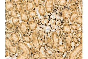 ABIN6257371 and ABIN6274204 at 1/100 staining Rat kidney tissue by IHC-P. (NFYA anticorps  (C-Term))
