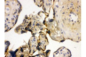 Anti- YB1 Picoband antibody,IHC(F) IHC(F): Human Placenta Tissue