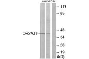 Western blot analysis of extracts from Jurkat/HuvEc cells, using OR2AJ1 Antibody.