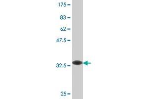 Western Blot detection against Immunogen (32.