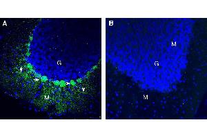 Expression of Pannexin 2 in mouse cerebellum. (Pannexin 2 anticorps  (Extracellular))
