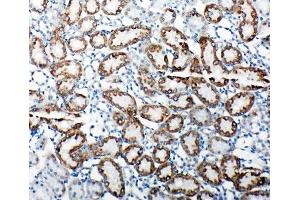 IHC-P: TRAM antibody testing of rat kidney tissue.