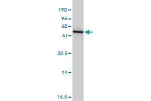 GSS monoclonal antibody (M03), clone 4B6-2C7.