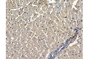 ABIN7097067 and ABIN7101134 at 1/100 staining rat heart tissue by IHC-P. (TMEM63C anticorps)