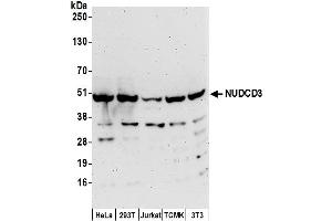anti-NudC Domain Containing 3 (NUDCD3) (AA 311-361) antibody