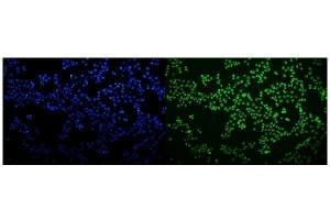 IF analysis of HNRNPH3 using anti-HNRNPH3 antibody (ABIN7601121).