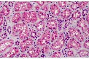 Anti-GSK3A/B antibody IHC of human kidney. (GSK3 alpha/beta anticorps)