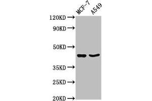 Western Blot Positive WB detected in: MCF-7 whole cell lysate, A549 whole cell lysate All lanes: EGR3 antibody at 3. (EGR3 anticorps  (AA 201-281))
