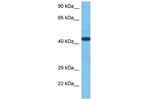 Host:  Rabbit  Target Name:  ZN410  Sample Type:  MCF7 Whole Cell lysates  Antibody Dilution:  1. (ZN410 anticorps  (C-Term))