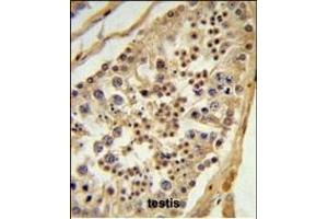 L1TD1 Antibody (C-term) (ABIN651433 and ABIN2840237) IHC analysis in formalin fixed and paraffin embedded testis tissue followed by peroxidase conjugation of the secondary antibody and DAB staining. (L1TD1 anticorps  (C-Term))