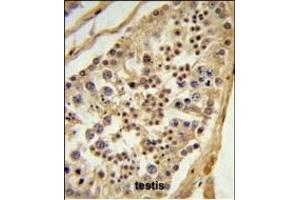 L1TD1 Antibody (C-term) (ABIN651433 and ABIN2840237) IHC analysis in formalin fixed and paraffin embedded testis tissue followed by peroxidase conjugation of the secondary antibody and DAB staining. (L1TD1 anticorps  (C-Term))