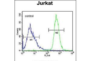 Flow cytometric analysis of Jurkat cells (right histogram) compared to a negative control cell (left histogram). (FFAR3 anticorps  (C-Term))