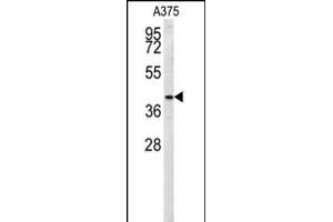S35B2 Antibody (C-term) (ABIN653997 and ABIN2843933) western blot analysis in  cell line lysates (35 μg/lane). (SLC35B2 anticorps  (C-Term))