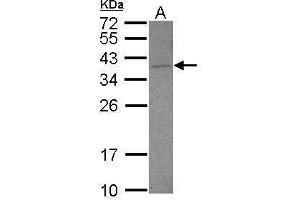 WB Image Sample (30 ug of whole cell lysate) A: U87-MG 12% SDS PAGE antibody diluted at 1:500