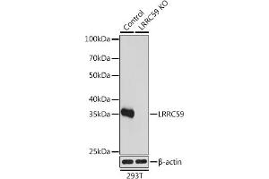 Western blot analysis of extracts from normal (control) and LRRC59 knockout (KO) 293T cells, using LRRC59 antibody (ABIN7268220) at 1:1000 dilution. (LRRC59 anticorps  (AA 1-244))