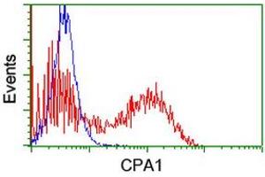 Image no. 3 for anti-Carboxypeptidase A1 (Pancreatic) (CPA1) antibody (ABIN1497591) (CPA1 anticorps)