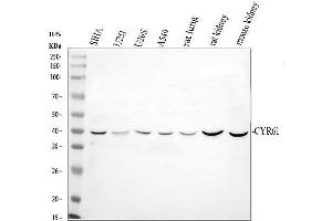 Western blot analysis of CCN1/CYR61 using anti-CCN1/CYR61 antibody (ABIN3042351). (CYR61 anticorps  (AA 54-381))