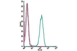 anti-Cannabinoid Receptor 2 (CNR2) (AA 11-24), (Extracellular) antibody