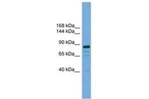Image no. 1 for anti-Autophagy Related 9B (ATG9B) (AA 851-900) antibody (ABIN6745467) (ATG9B anticorps  (AA 851-900))