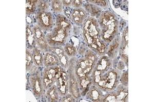 Immunohistochemical staining of human kidney with VSTM2A polyclonal antibody  shows distinct positivity in cytoplasm and luminal membranes. (VSTM2A anticorps)