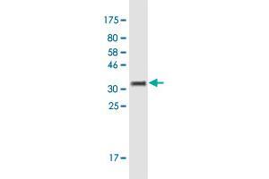 Western Blot detection against Immunogen (35.