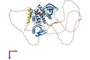AlphaFold protein structure predicition of Mouse Recombinant Map3k3 Protein, UniprotID Q61084