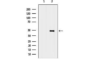 Western blot analysis of lysates from Hybridoma cells, using GPR63 Antibody.