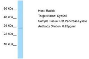 Image no. 1 for anti-Cytochrome B5 Domain Containing 2 (CYB5D2) (AA 178-227) antibody (ABIN6749923) (CYB5D2 anticorps  (AA 178-227))