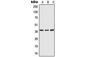Western blot analysis of POLR3F expression in HeLa (A), mouse liver (B), rat liver (C) whole cell lysates. (POLR3F anticorps  (Center))
