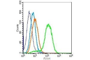 H9C2 cells probed with Rabbit Anti-Calponin 1 Polyclonal Antibody