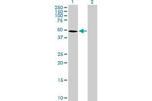 Western Blot analysis of SEMG1 expression in transfected 293T cell line by SEMG1 MaxPab polyclonal antibody. (SEMG1 anticorps  (AA 1-402))